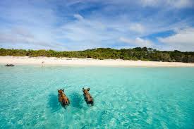 Swimming with Pigs in the Bahamas: What ...