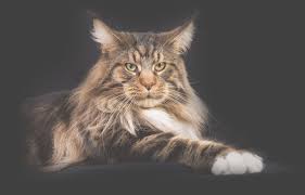 A little homage to all the black cats in the world, who have the lowest adoption and highest euthanasia rate. Turtle Valley Maine Coon Cats British Columbia Canada