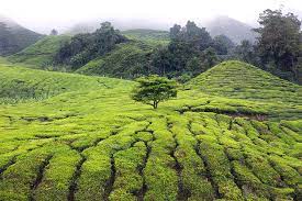Plantation de thé (fr) surface agricole plantée de. Tea Plantations Malaysia By Igor Bilic