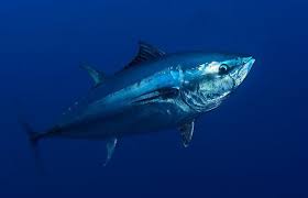 Bluefin tuna must be larger than 27 inches to be retained. The Hopeful Pacific Bluefin Tuna A Poem By Maureen C Berry Age Of Awareness Medium