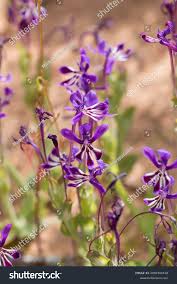 Image result for Lapeirousia