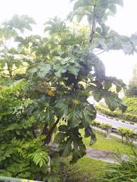 Image result for Cecropia pachystachya