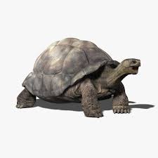 3dsmax Galapagos Tortoise Galapagos Tortoise Galapagos Tortoise