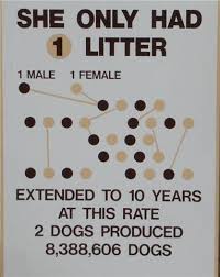 My pet will get fat and lazy. 44 Spay Neuter Ideas Neuter Spay Pets