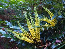 Image result for Mechowia grandiflora
