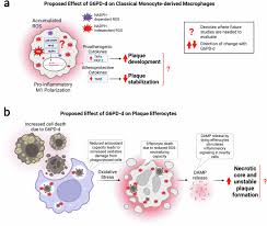 Image result for G6PD Deficiency Detection