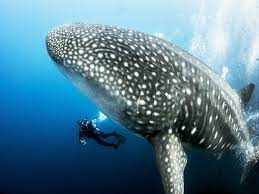 Check out this complete guide to all the places where you can see the whales while protecting and respecting their environment. Things To Do In Baja California Gran Luchito Mexican