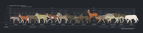 wolf size comparison chart dire wolf size maned wolf