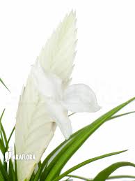 Image result for Xylia torreana