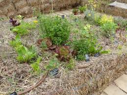 Culture Sur Bottes De Paille Jardin Permaculture Jardin En Carre