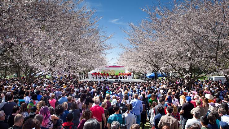 Mga resulta ng larawan para sa Subaru Cherry Blossom Festival of Greater Philadelphia"