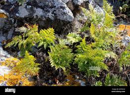 Image result for Davalliaceae