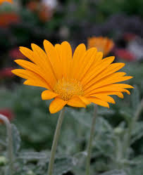 Image result for Arctotis