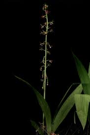 Image result for Eulophia alta