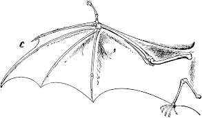 You'll want to add some fur, talons, and make the. Bat Wings How To Draw Novocom Top