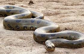 Anaconda Water Boa Largest Snake In The World Giant Anaconda Anaconda Snake Green Anaconda