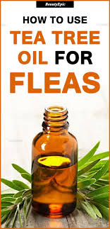 How To Use Tea Tree Oil For Fleas Tea Tree Oil Dogs Tea Tree Oil Tea Tree Oil Uses