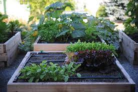 Drip Irrigation Q A Seattle Urban Farm Company