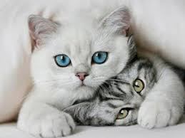 dos gatos blancos de ojos claros abrazándose