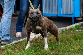 You may see the coloration in just about any red pitbull bloodline. The Brindle Pitbull Is The Ultimate Rainbow Dog Animalso