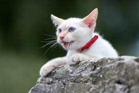 Now you may be wondering what is the flame point? Flame Point Siamese Cats 101 Personality And Physical Appearance