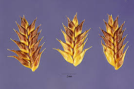 Image result for Acrachne