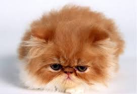 Kedilerde Bagirsak Hastaliklari Kedi Blog