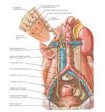 Lymph Vessels And Nodes Of Kidneys And Urinary Bladder Anatomy Subcapsular Lymphatic Plexus Cortical Lymph Vessels Lymph Vessels Plexus Products Anatomy