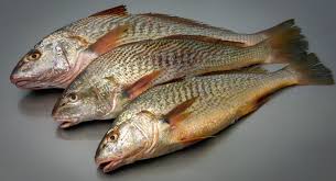 Avanza el monitoreo de la corvina rubia: el INIDEP realiz&oacute; una evaluaci&oacute;n clave de juveniles en Samboromb&oacute;n