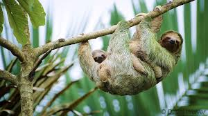 Search, discover and share your favorite baby sloth gifs. Mother Brown Throated Sloth Lovingly Carries Her Baby As She Makes Her Way Across A Branch