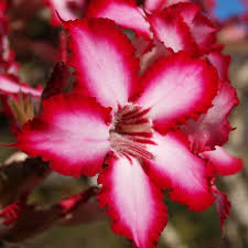 Image result for Adenium multiflorum