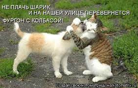 котоматрица / смешные картинки и другие приколы: комиксы, гиф анимация,  видео, лучший интеллектуальный юмор.