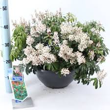 Image result for Pieris japonský bonfire obrázek