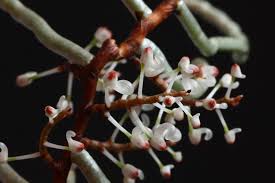 Image result for Rhipidoglossum burttii