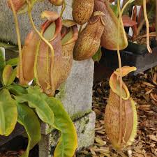 Image result for Nesaea spathulata