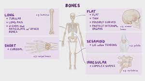 Introduction To The Skeletal System Osmosis