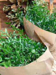 Ruscus Hypoglossum Obviously Native To Italy Small Glossy Shapely Leaves Grown In Multi Lateral Directions Great Fresh Garlands Garland Italian Ruscus