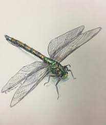 Check spelling or type a new query. Drawing Of A Dragon Fly Novocom Top