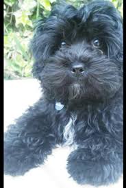 Check spelling or type a new query. Funny Black Yorkie Poo Puppies L2sanpiero