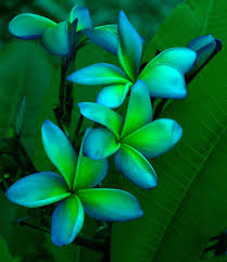 Resume regular watering as new growth appears in spring. Pin On Heart Tattoos