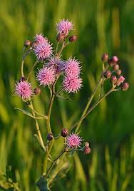 Image result for Cirsium