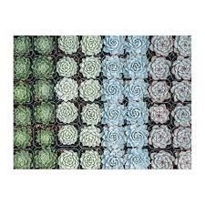 The vibrant colors of the plant display offered the puzzler an array of patterns and textures to work with. Galison Succulent Garden 500 Piece Double Sided Jigsaw Puzzle For Adults And Families Fun Family Puzzle With Plants And Succulent Theme Buy Online In Bahamas At Bahamas Desertcart Com Productid 68689091