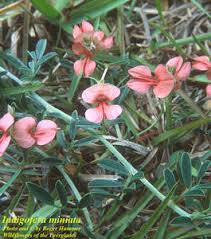 Image result for Indigofera congesta