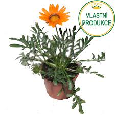 Image result for foto Gazánie