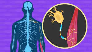 Slurred and nasal speech 6. Israeli Scientists Announce New Treatment For Als The Times Of Israel