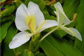 Along With The Gardenia The White Ginger Flower Is Symbolic Of Love And Romance White Ginger Lei Are So Ginger Flower Smelling Flowers Beautiful Flowers