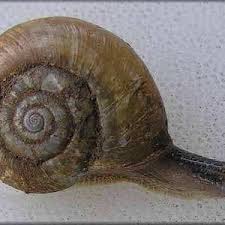 Snails do have a homing instinct, which means they tend to return to their home colony (your yard), especially during the summer and specifically in the autumn for hibernation. Pdf Snail Eating Snails Of Florida Gastropoda