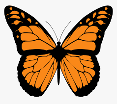 What is the final stage in the life cycle of a butterfly? Monarch Butterfly Png High Quality Image Monarch Butterfly Wings Transparent Png Transparent Png Image Pngitem