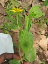 Image result for Aspilia