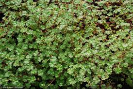 Image result for Alchemilla ellenbeckii